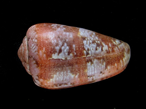 Conus tinianus observed 2023-07-13