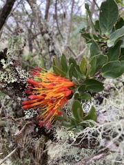 Tristerix longibracteatus