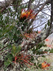 Tristerix longibracteatus