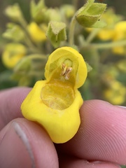 Calceolaria crenata
