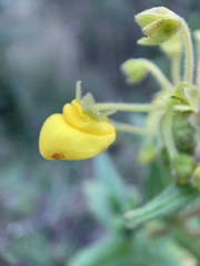 Calceolaria crenata