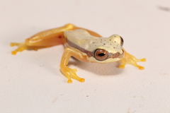 Dendropsophus rhodopeplus