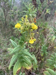 Calceolaria crenata