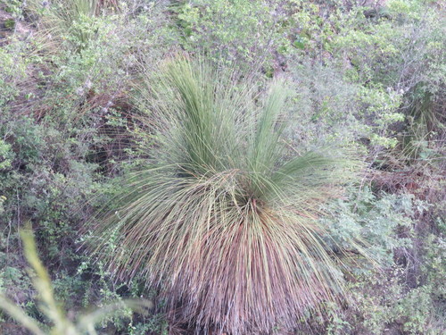 Dasylirion longissimum