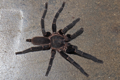Chilobrachys stridulans