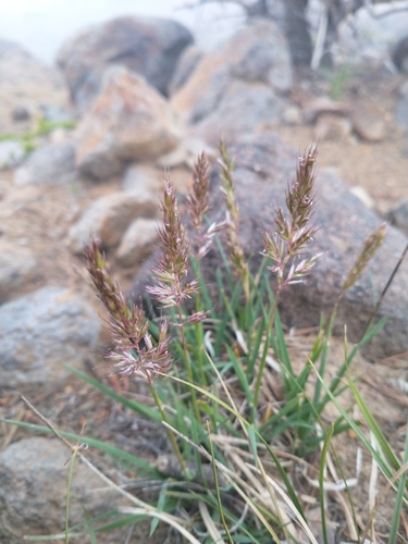 Koeleria spicata, photograph 3