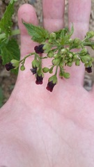 Scrophularia scopolii