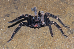 Chilobrachys stridulans