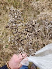 Parthenium integrifolium