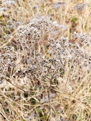 Parthenium integrifolium