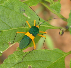 Paryphes