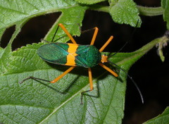 Paryphes