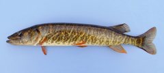 Esox americanus