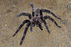 Chilobrachys stridulans