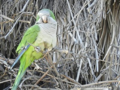 Myiopsitta monachus