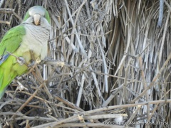 Myiopsitta monachus