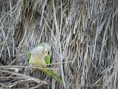 Myiopsitta monachus