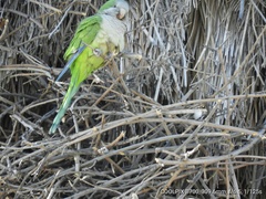 Myiopsitta monachus