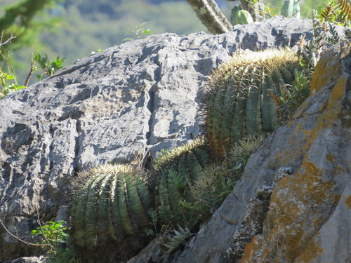 Bisnaga glaucescens