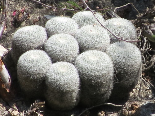 Mammillaria morganiana