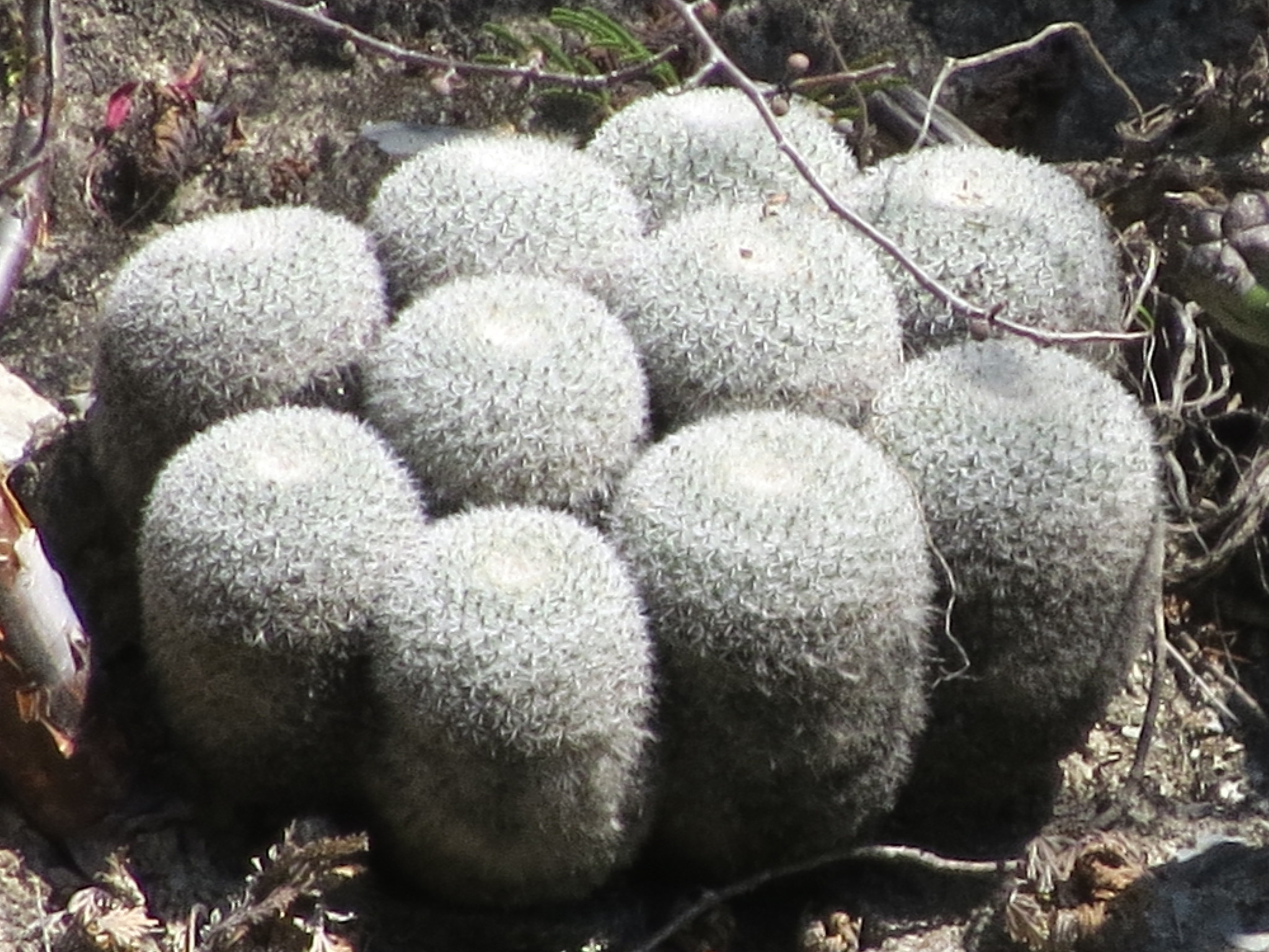 Mammillaria morganiana