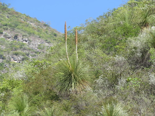Dasylirion longissimum