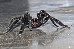 Chilobrachys stridulans