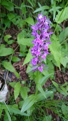 Dactylorhiza euxina