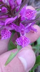 Dactylorhiza euxina