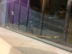 Mastigodryas boddaerti