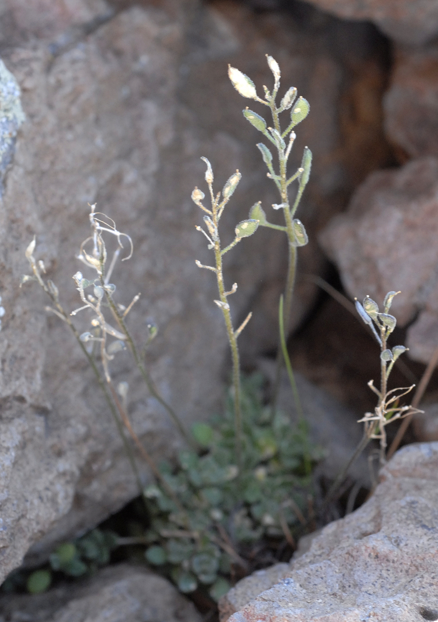 Draba cusickii