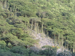 Cephalocereus polylophus, photograph (c) Sandino Guerrero, some rights reserved (CC BY)