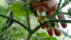 Solanum hirtum