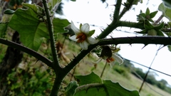 Solanum hirtum