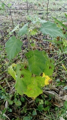Solanum hirtum