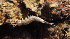 Machiloides