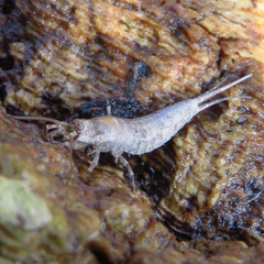 Machiloides