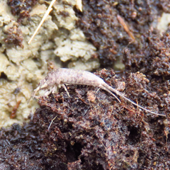 Machiloides