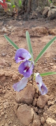 Mauve bell (Clitoria guianensis)
