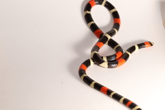 Micrurus lemniscatus