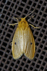 Miltochrista calamaria