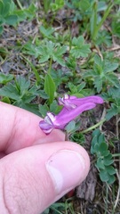Corydalis conorhiza