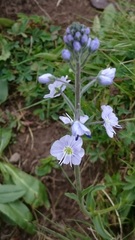Veronica gentianoides