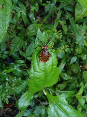 Spartocera pantomima