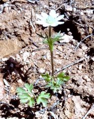 Anemone okennonii