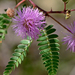 Mimosa tricephala - Photo (c) Steven Mlodinow, μερικά δικαιώματα διατηρούνται (CC BY-NC), uploaded by Steven Mlodinow