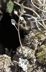 Draba cusickii