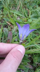 Campanula tridentata biebersteiniana