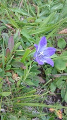 Campanula tridentata biebersteiniana
