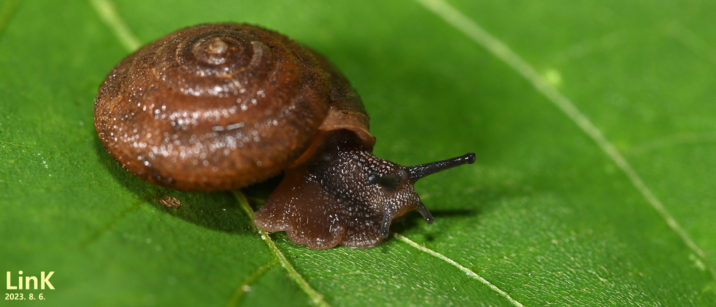 Aegista proxima
